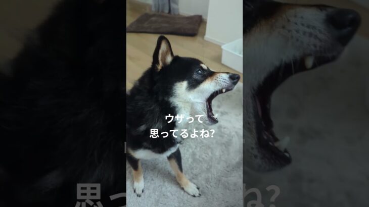 #豆柴の日常 #可愛い犬動画 #可愛い #柴犬 #豆柴しつけ #癒し #イライラしてる？