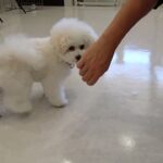 犬の幼稚園 ロージーちゃんとトレーニング
