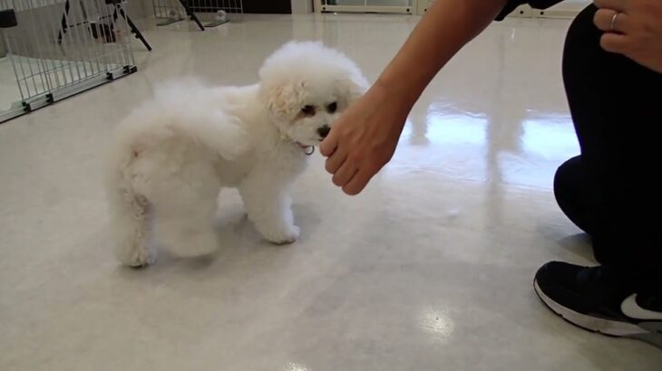 犬の幼稚園 ロージーちゃんとトレーニング