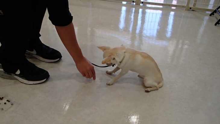 犬の幼稚園 コハクくんとトレーニング