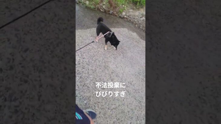 #可愛い犬動画 #可愛い #柴犬 #豆柴しつけ #豆柴の日常#不法投棄