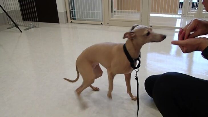 犬の幼稚園 ミューちゃんとトレーニング