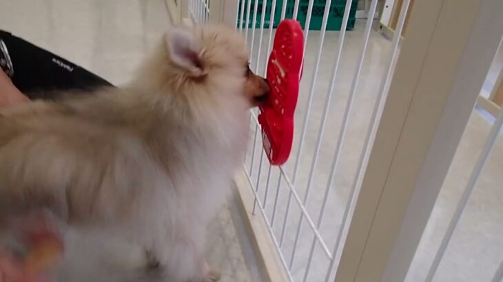 犬の幼稚園 ぷぅくんとトレーニング