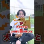 【犬しつけ】愛犬が吠えた時にやってはいけないこと