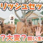 美しすぎる狩猟犬・アイリッシュセッターのすべて！特徴・しつけ・本音トーク【犬のしつけ】