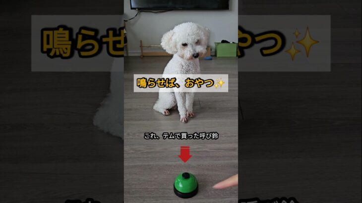 ごほうびのために…鳴らしまくり!?🐶🔔 #トイプードル #犬のいる暮らし #呼び鈴チャレンジ #犬のしつけ #ペットショート  #おやつタイム #癒し動画 #面白い犬 #天才犬