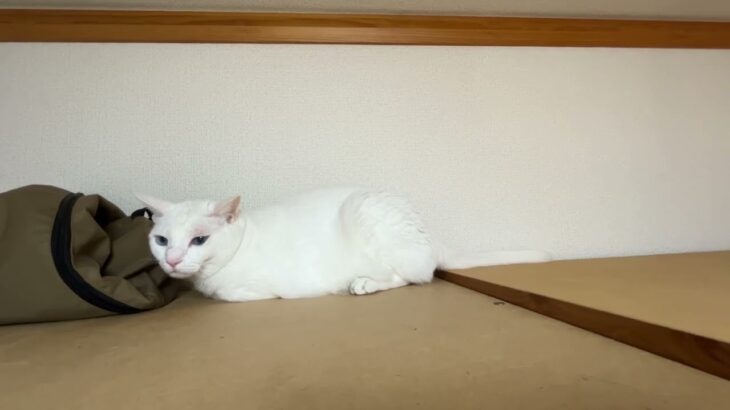ペットホテル犬寝では猫ちゃんは一部屋を使って頂いております。