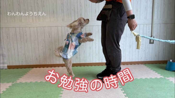 【犬の幼稚園】紐を引っ張って何をするの？？
