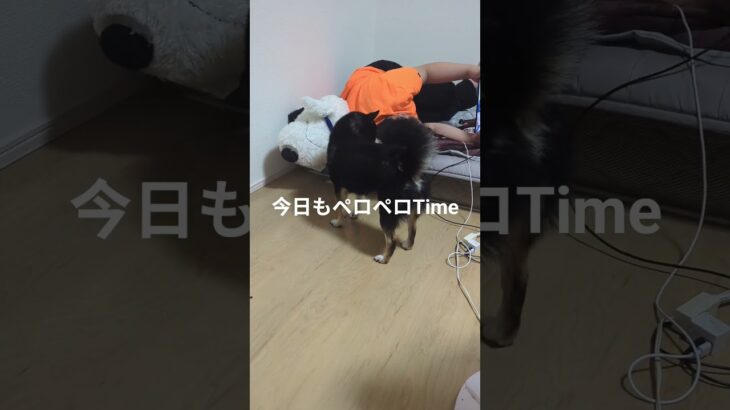 #息子と犬#豆柴の日常 #可愛い犬動画 #可愛い #柴犬 #豆柴しつけ #癒し
