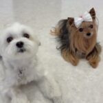 犬の幼稚園 源くん＆花ちゃん＆レオンくんとトレーニング
