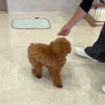 犬の幼稚園 風子ちゃんとトレーニング