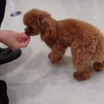 犬の幼稚園 モコちゃんとトレーニング