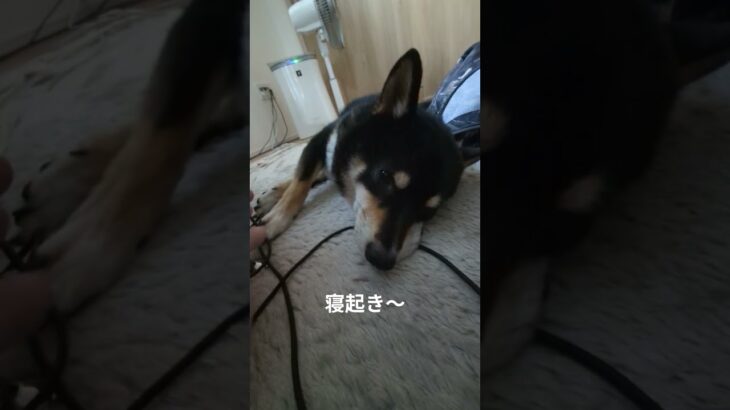 #豆柴の日常#可愛い犬動画 #可愛い #柴犬 #豆柴しつけ #癒し