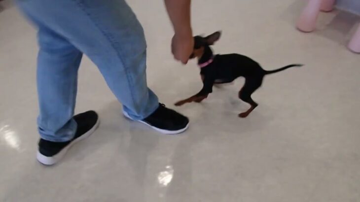 犬の幼稚園 古都ちゃんとトレーニング