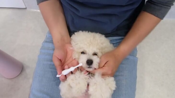 犬の幼稚園 ぽてとくんとトレーニング