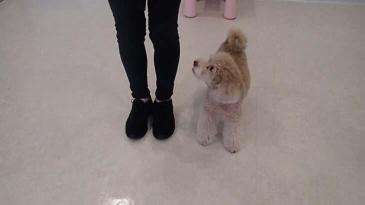 犬の幼稚園 ハニちゃんとトレーニング