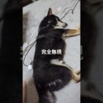 めっちゃ無視するやん#豆柴の日常 #可愛い #可愛い犬動画 #柴犬 #豆柴しつけ #元気になる動画