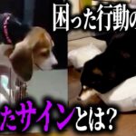 【犬しつけ】視聴者さんからのお悩み相談！！