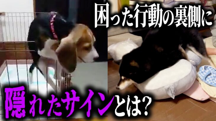 【犬しつけ】視聴者さんからのお悩み相談！！