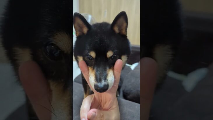 #豆柴の日常 #可愛い犬動画 #可愛い #柴犬 #豆柴しつけ #元気になる動画