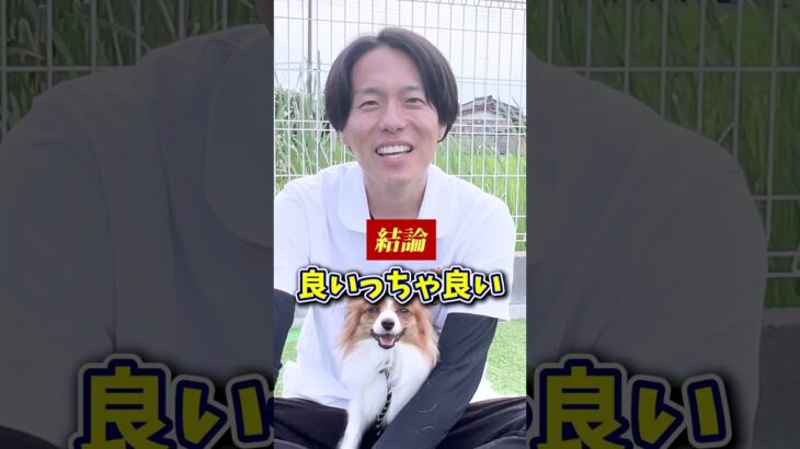 【犬しつけ】おもちゃの与えっぱなしは良くない？