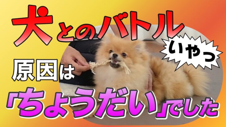 おうちで簡単！犬にちょうだいを覚えさせる方法とは？