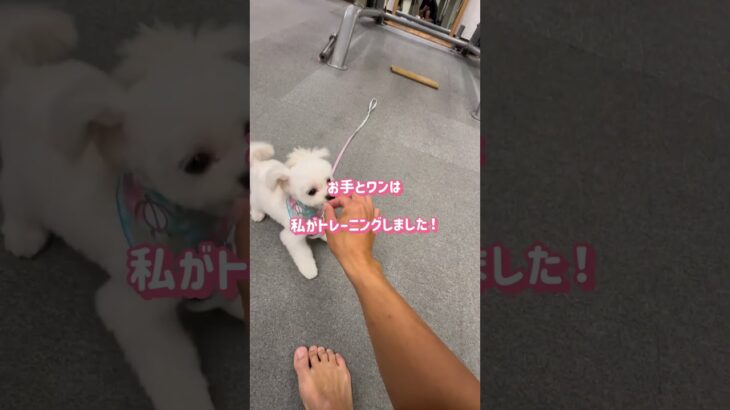 犬もトレーニング出来ます！？　　　　　#しつけ #ドッグトレーニング #友達 #仲良し