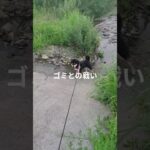 #可愛い犬動画 #可愛い #柴犬 #豆柴しつけ #元気になる動画