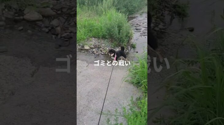 #可愛い犬動画 #可愛い #柴犬 #豆柴しつけ #元気になる動画