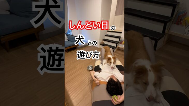 しんどい日の犬との遊び方