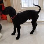 犬の幼稚園 ファランくんとトレーニング