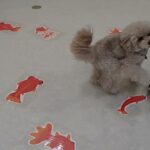 犬の幼稚園 ヴィーノくんとトレーニング
