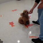 犬の幼稚園 ひなたくんとトレーニング