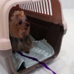 犬の幼稚園 あずちゃんとトレーニング