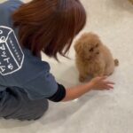 犬の幼稚園 ひまわりちゃんとトレーニング