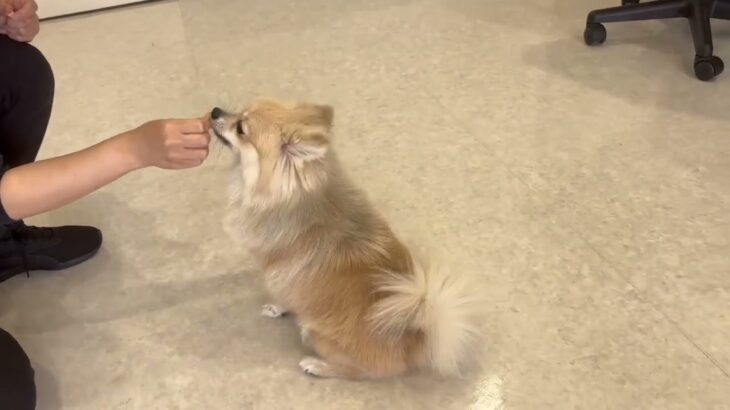 犬の幼稚園 ココアちゃんとトレーニング