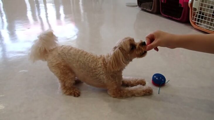 犬の幼稚園 ルークくんとトレーニング