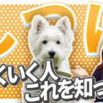 【実践】しつけがうまく行く人の特徴とは？しつけセンスがない人との差はこれ！