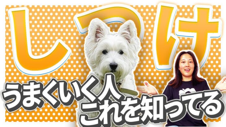 【実践】しつけがうまく行く人の特徴とは？しつけセンスがない人との差はこれ！