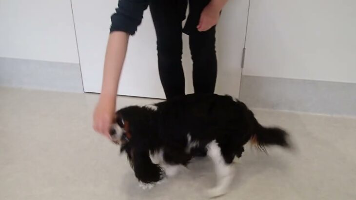 犬の幼稚園 トイちゃんとトレーニング