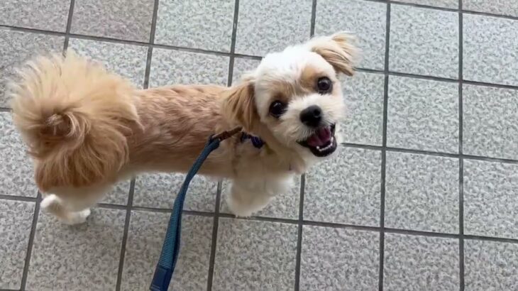 犬の幼稚園 モモちゃんとトレーニング