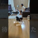 #豆柴の日常 #可愛い犬動画 #可愛い #柴犬 #豆柴しつけ #元気になる動画