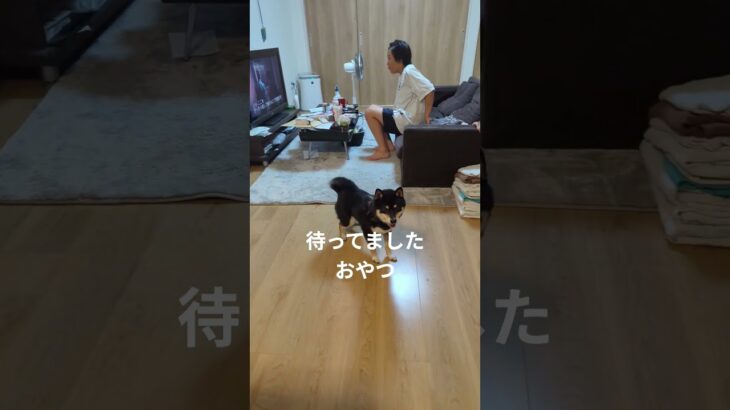 #豆柴の日常 #可愛い犬動画 #可愛い #柴犬 #豆柴しつけ #元気になる動画