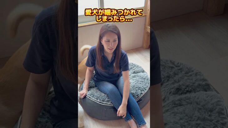 愛犬が他の犬に噛みつかれたら…①🐶#ドッグトレーナー #イヌバーシティ #子犬育て #いぬのいるくらし #しつけ #子犬のしつけ #ドッグビヘイビアリスト #犬のいる暮らし