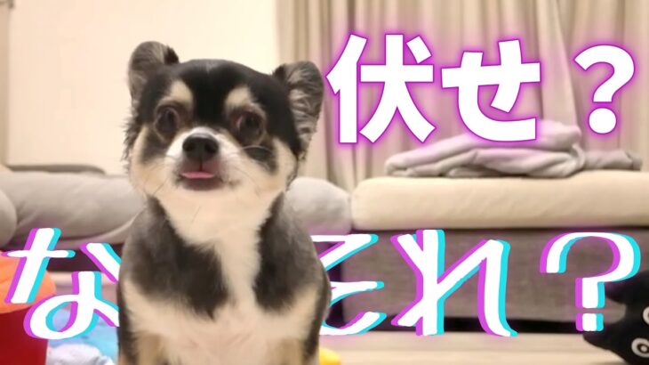 犬のしつけは最初を間違えると後戻りができなくなる例。