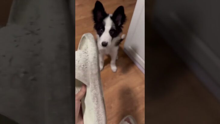 愛犬の悪行続き！ドシャはどうやって与えれば？#ドイツシェパード #犬のしつけ
