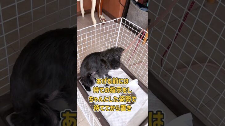 ご飯タイムもトレーニングの一環！ミックス犬さんの待てトレーニング