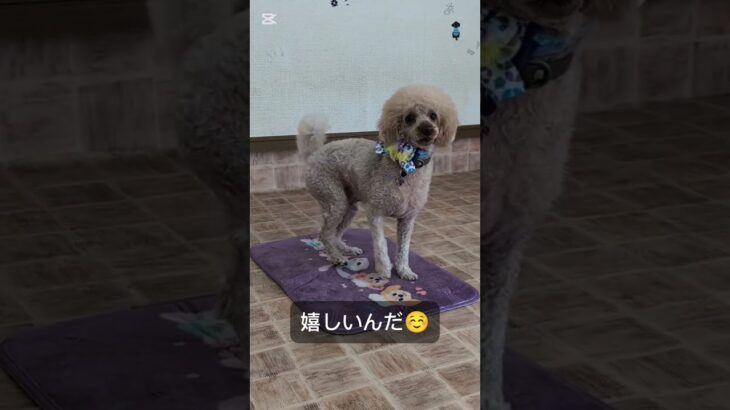犬にコマンドを教える理由 #ドッグトレーニング #トイプードル #大型犬のいる生活 #ドッグトレーナー #愛犬 #犬しつけ訓練  #ラブラドールレトリバー