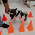 犬の幼稚園 ノエルくんとトレーニング