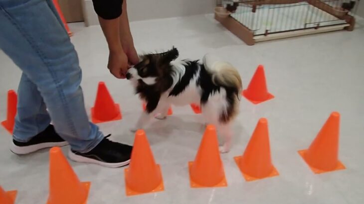 犬の幼稚園 ノエルくんとトレーニング